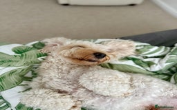 Cockapoo dogs for stud: Stud Dog Available – Cockapoo  - Image 4