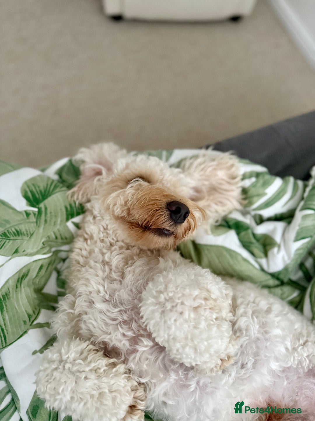 Cockapoo dogs for stud: Stud Dog Available – Cockapoo  - Image 4