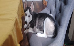 Siberian Husky dogs for sale: ONLY 3 PUPPIES LEFT!!! - Image 10