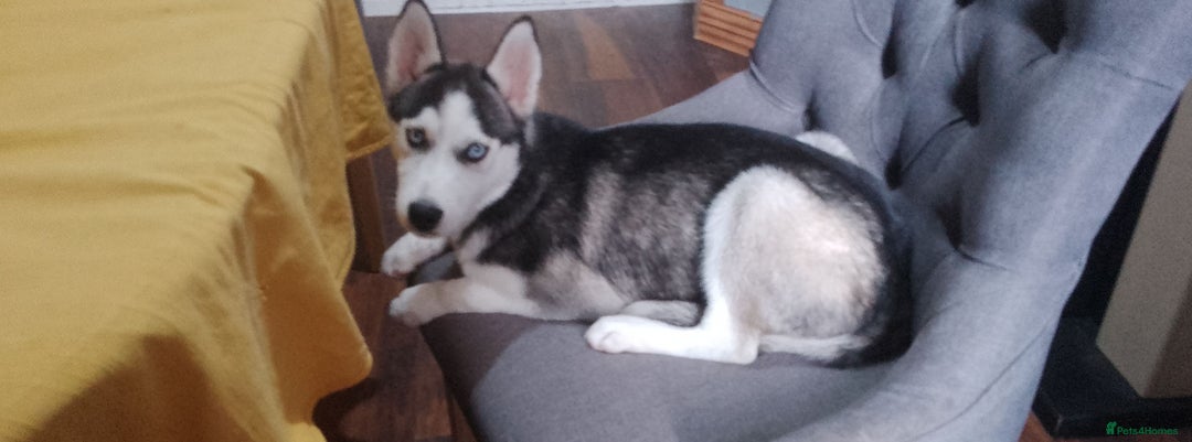 Siberian Husky dogs for sale: ONLY 3 PUPPIES LEFT!!! - Image 10