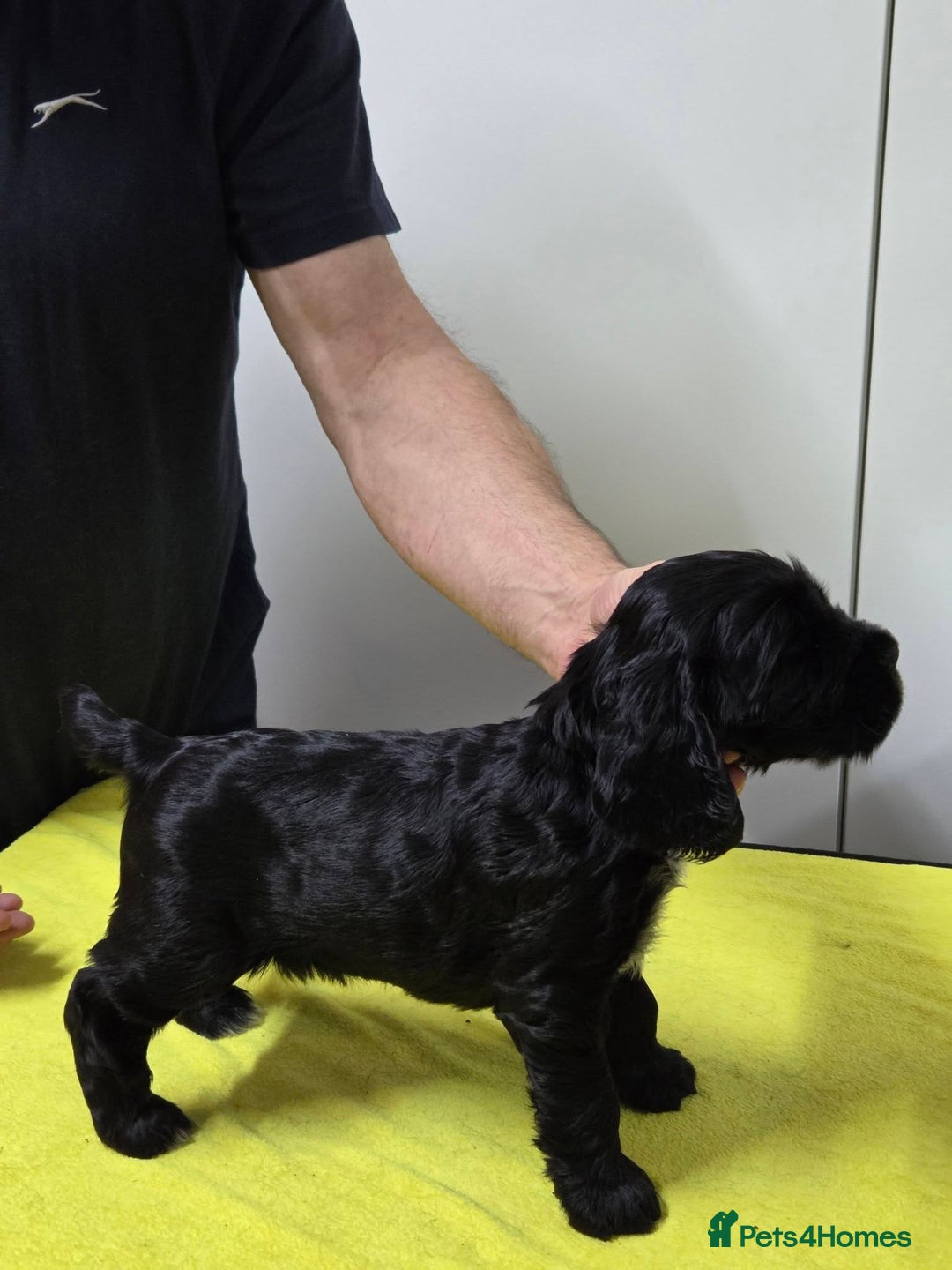 Cocker Spaniel dogs for sale: English Show Cocker Spaniel puppies from home - Advert 3