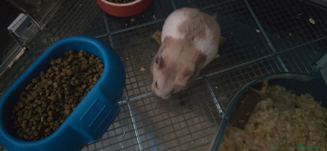Hamster rodents for sale: Syrian female hamster no offers - Image 2