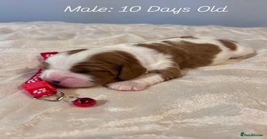 Cavalier King Charles Spaniel dogs King Charles, 1 Blenheim Puppy Available  - Advert 7