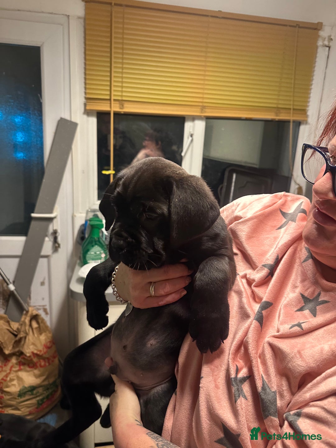 Cane Corso dogs for sale: Mr A Hendy - Advert 8