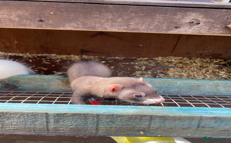Ferret rodents - Advert 1