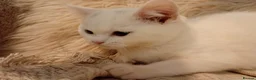 British Shorthair cats for sale: 2x Gccf female British short hair ready to leave  - Advert 29