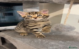 Bengal cats for sale: Bengal kittens 1 MALE REMAINING!! Ready now! - Image 5