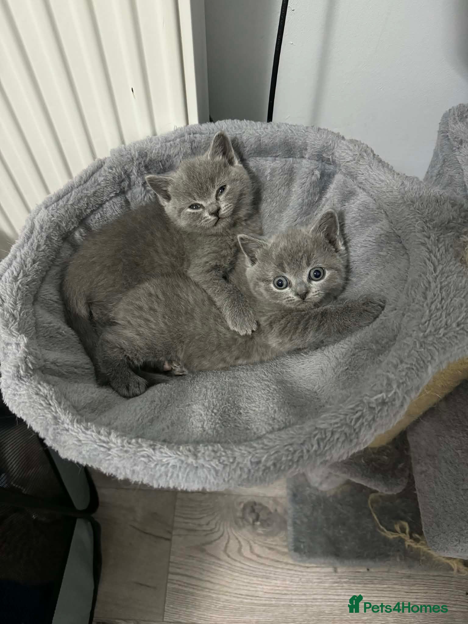 British Shorthair cats British shorthair kittens  - Advert 2