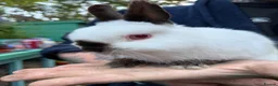 Mixed Breed rabbits for sale: Male rabbit in need of new loving home  - Advert 2