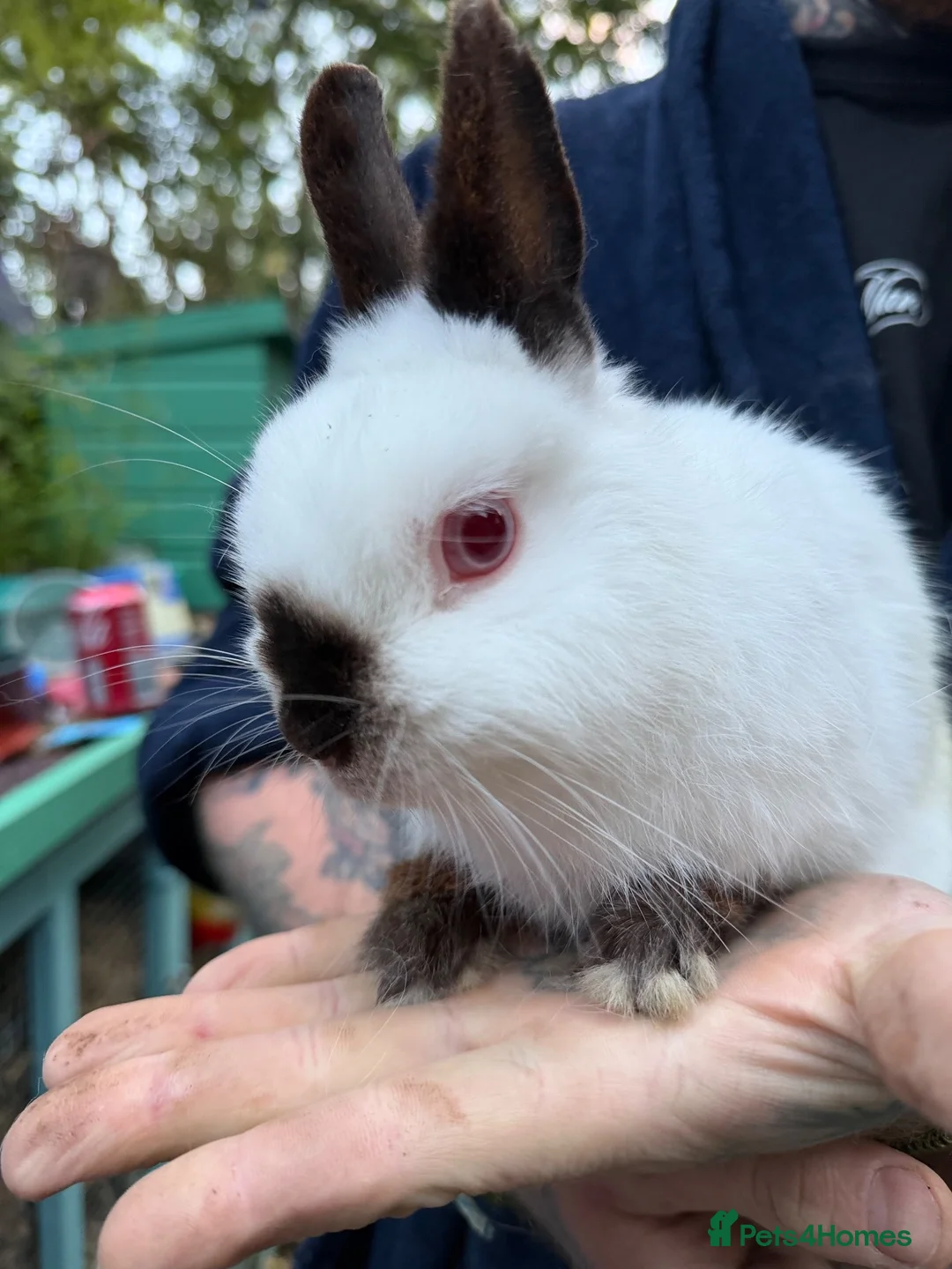 Mixed Breed rabbits for sale: Male rabbit in need of new loving home  - Advert 2