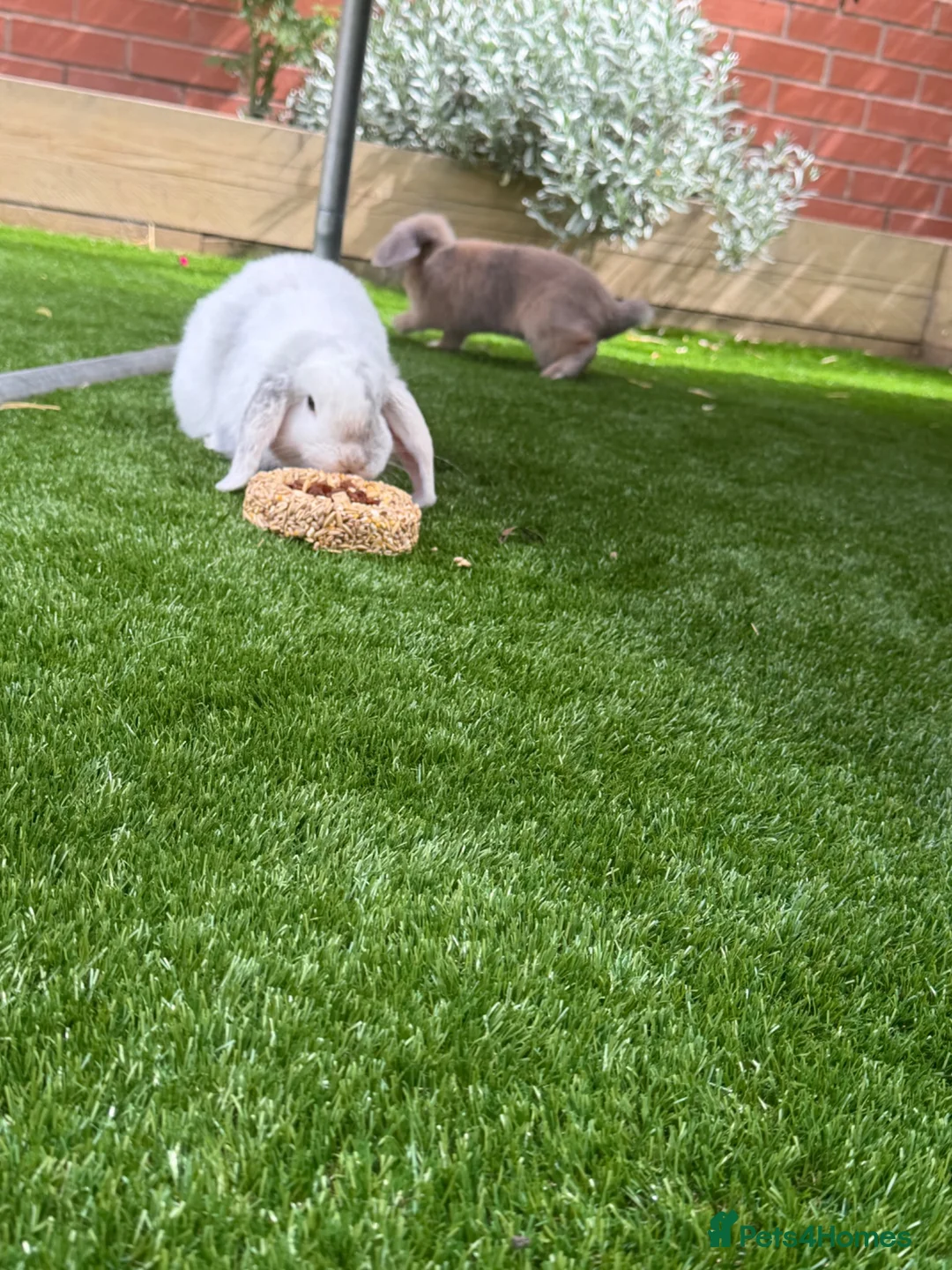 Mini Lop rabbits for sale: Gorgeous mini lop boy  - Advert 3