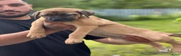 Cane Corso dogs for sale: Cane Corso X bandogge chunky puppy - Advert 1
