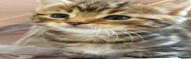 Tabby male 1