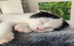 Scottish Fold cats for sale: Cute kittens  - Image 8