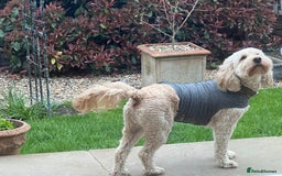 Cockapoo dogs for adoption: Handsome & loyal WOODY needs a new Loving Home - Image 8