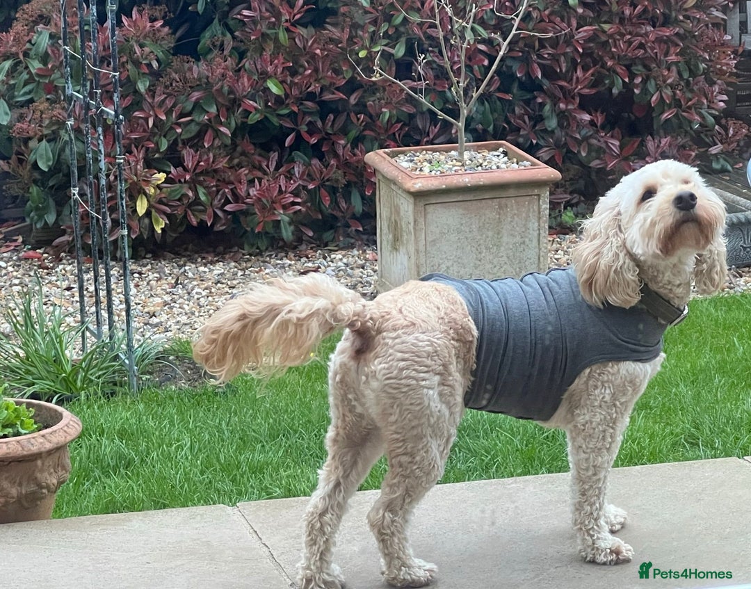Cockapoo dogs for adoption: Handsome & loyal WOODY needs a new Loving Home - Image 8
