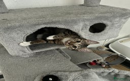 Mixed Breed cats for sale: Cat For Sale  - Image 1