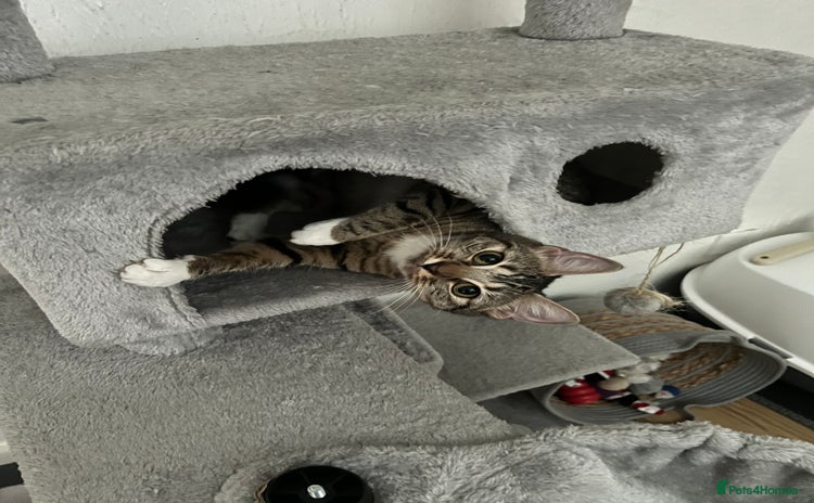 Mixed Breed cats - Advert 7