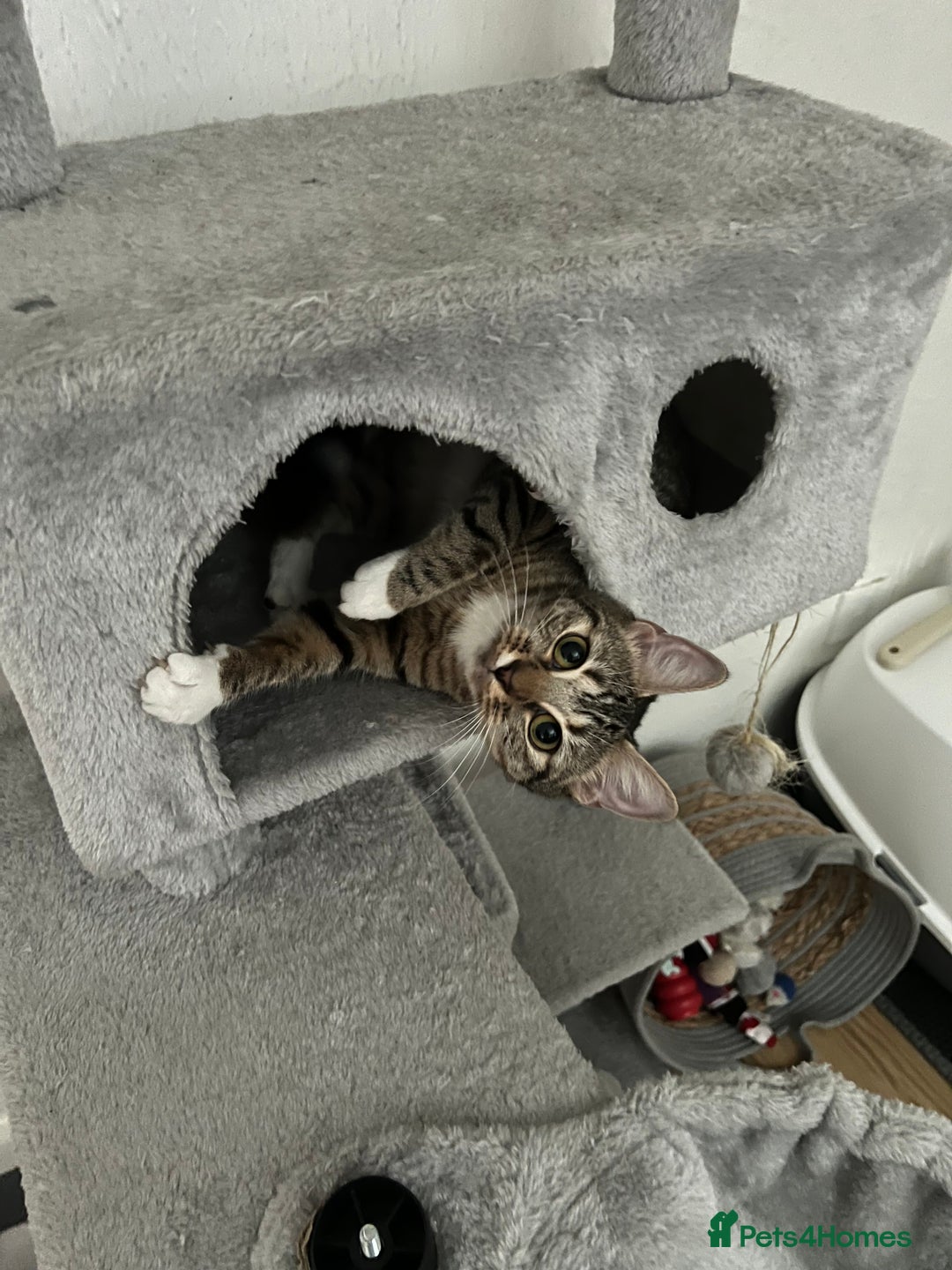 Mixed Breed cats for sale: Cat For Sale  - Image 1