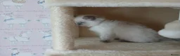 Ragdoll cats for sale: Stunning Ragdoll Kittens - Advert 6