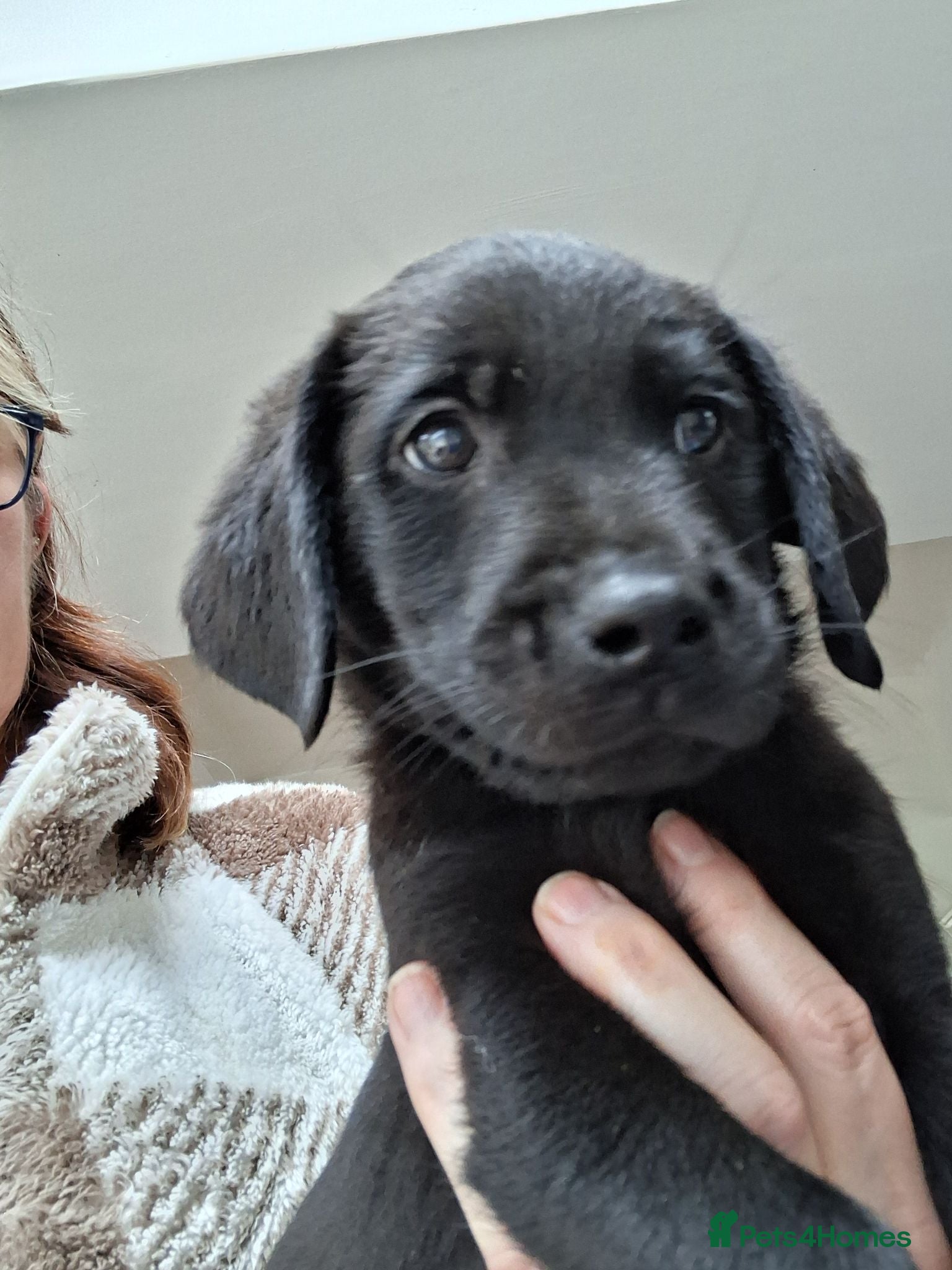 Labrador Retriever dogs KC reg HEALTH TESTED LAB PUPPIES - Advert 3