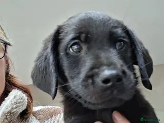 Labrador Retriever dogs KC reg HEALTH TESTED LAB PUPPIES - Advert 3
