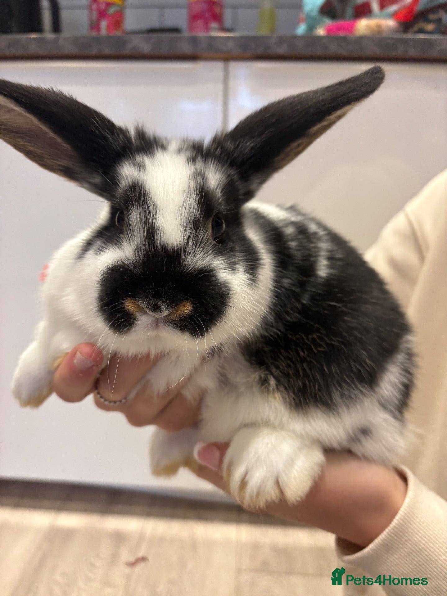 Mini Lion Lop rabbits for sale: 🐰💕 3 Beautiful Baby Girl Rabbits for Sale! 💕 - Advert 1