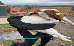 Goats livestock for sale: Two female Beor goats 4months old  - Image 1