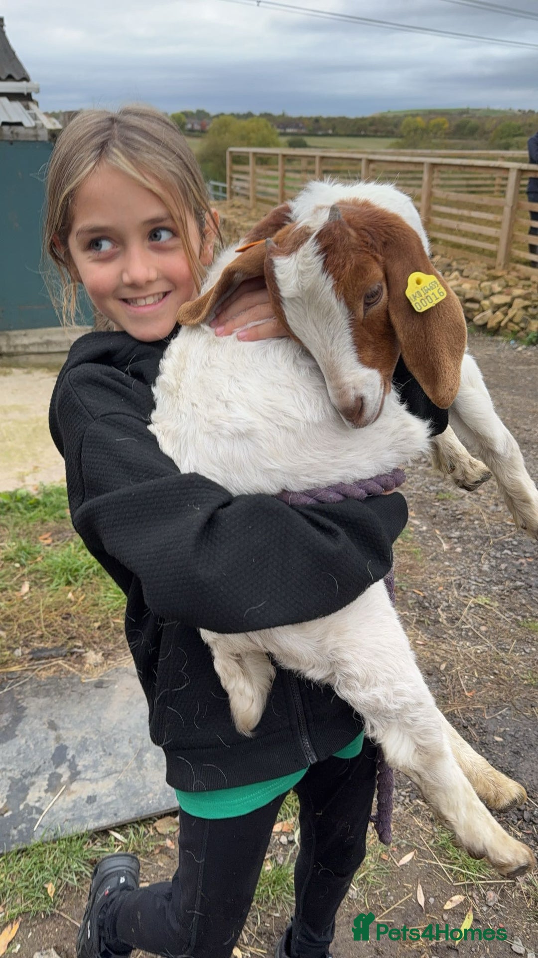 Goats livestock for sale: Two female Beor goats 4months old  - Image 1