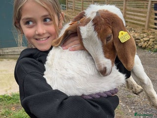 Goats livestock Two female Beor goats 4months old - Advert 1