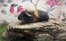 Guinea Pig rodents for sale: Female guinea pigs  - Image 3