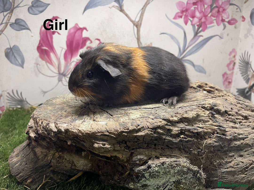 Guinea Pig rodents for sale: Female guinea pigs  - Image 3