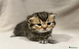 British Shorthair cats for sale: British shorthair kittens TICA ready NOW  - Image 8