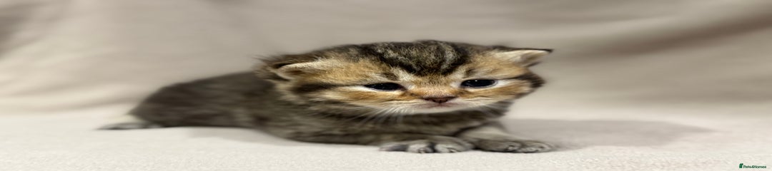 British Shorthair Kitten 1