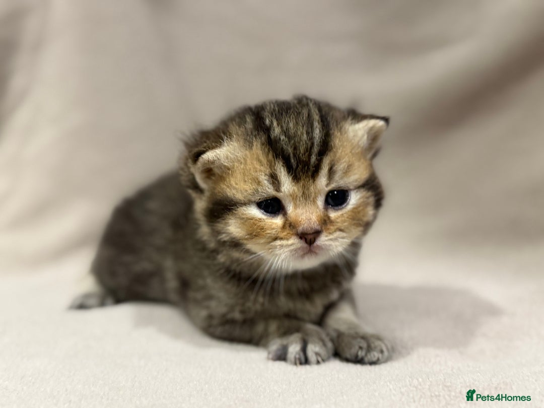 British Shorthair cats for sale: British shorthair kittens TICA ready NOW  - Image 8