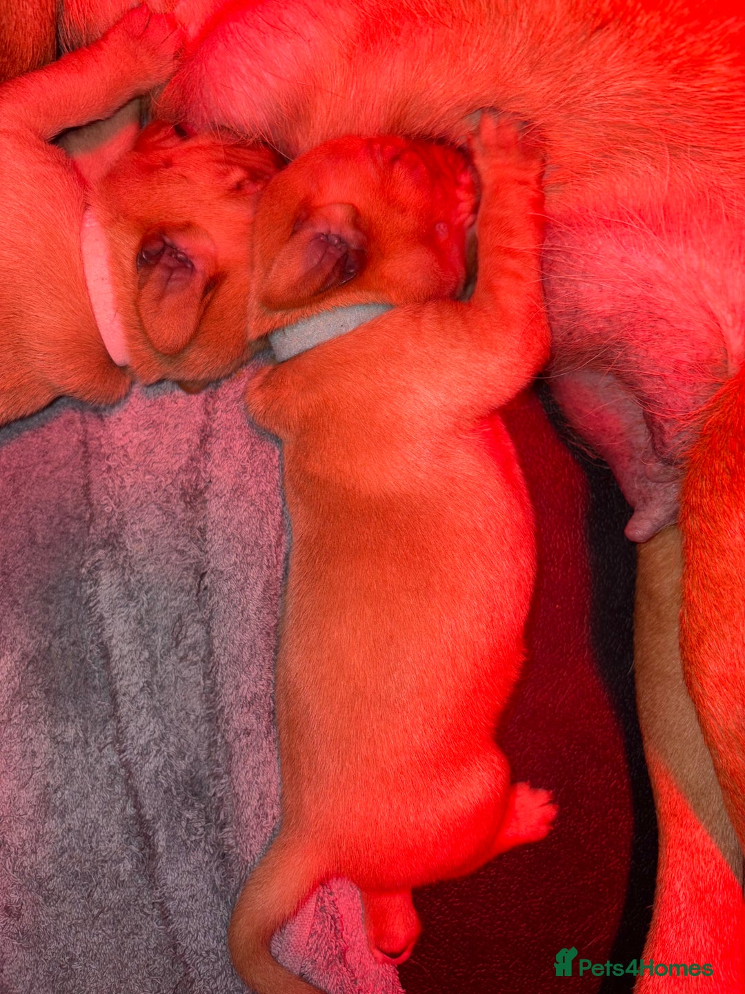 Labrador Retriever dogs for sale: Labrador Retriever Pups - Image 4