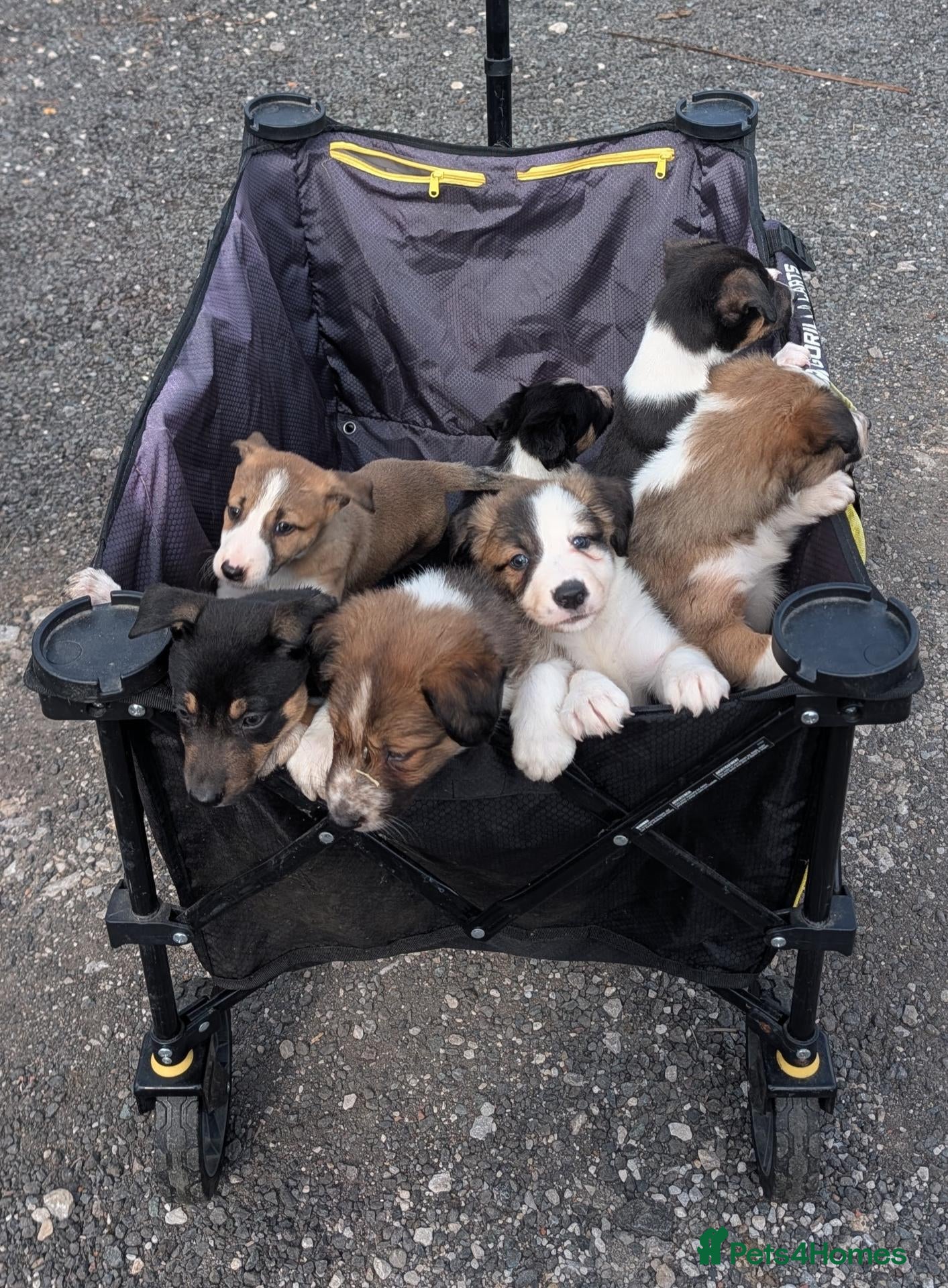 Mixed Breed dogs Collie/Lurcher puppies for sale - Advert 1