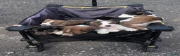 Mixed Breed dogs for sale: Collie/Lurcher puppies for sale - Advert 1
