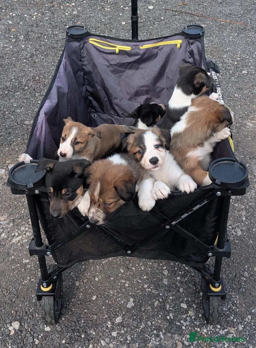 Mixed Breed dogs for sale: Collie/Lurcher puppies for sale - Advert 1