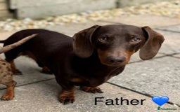 Miniature Dachshund dogs for sale: KC Reg Miniature Dachshund Puppies - Image 3