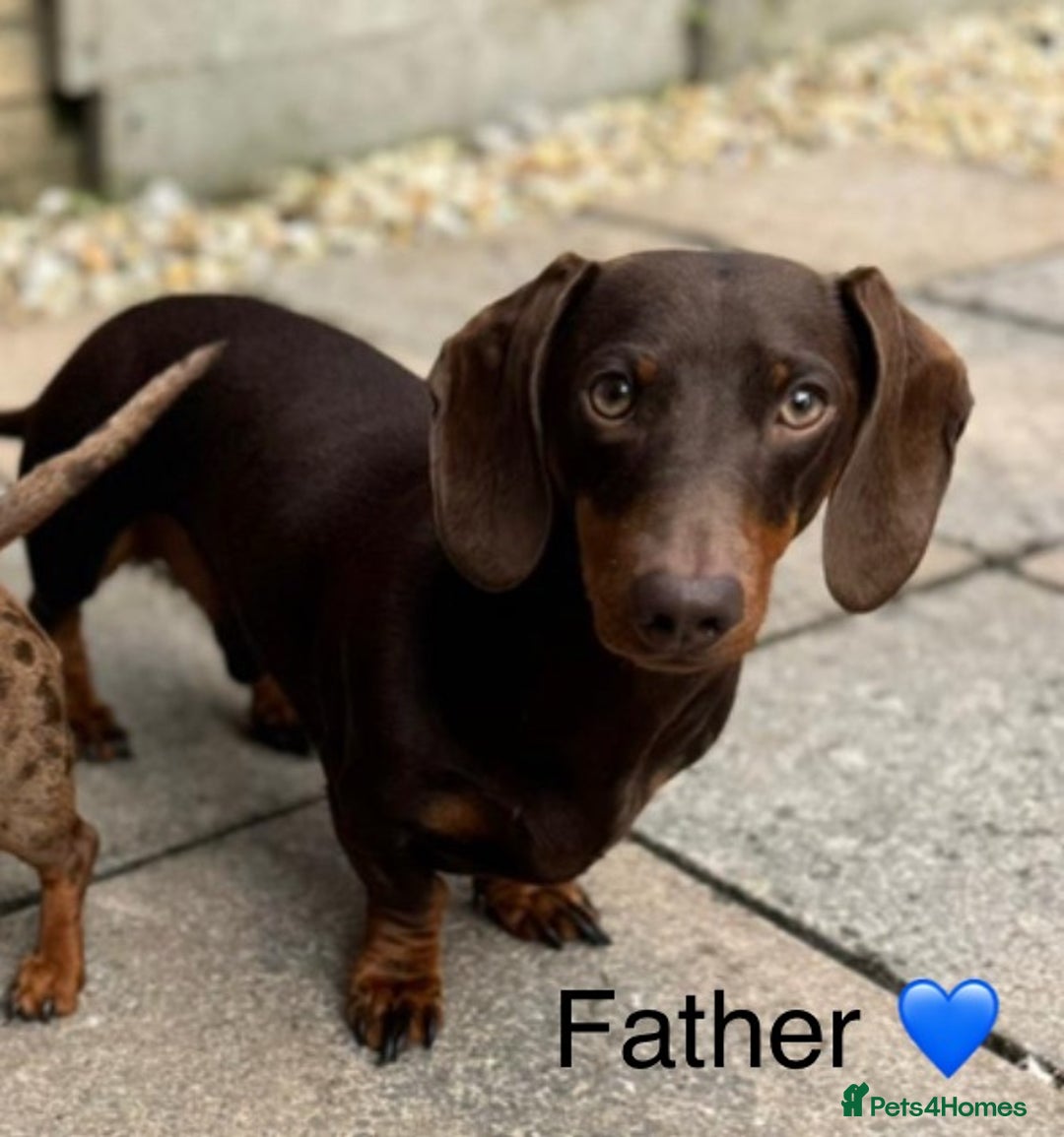 Miniature Dachshund dogs for sale: KC Reg Miniature Dachshund Puppies - Image 3