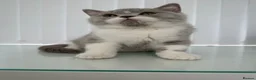 British Shorthair cats for sale: GCCF QUALITY BRITISH SHORTHAIR KITTENS - Advert 2