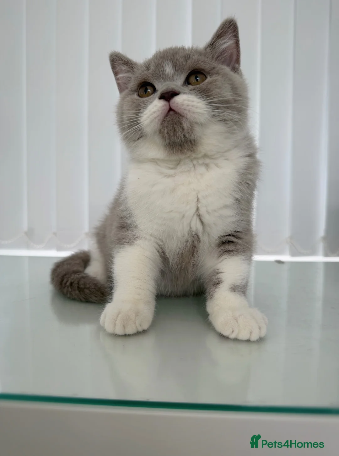 British Shorthair cats for sale: GCCF QUALITY BRITISH SHORTHAIR KITTENS - Advert 2