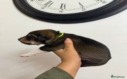 Mixed Breed dogs for sale: Weimaraner / German Shepherd puppies - Advert 5