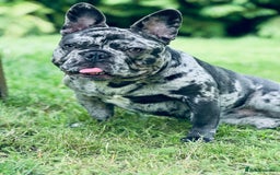 French Bulldog dogs for sale: Dottie French bulldog girl  - Image 8