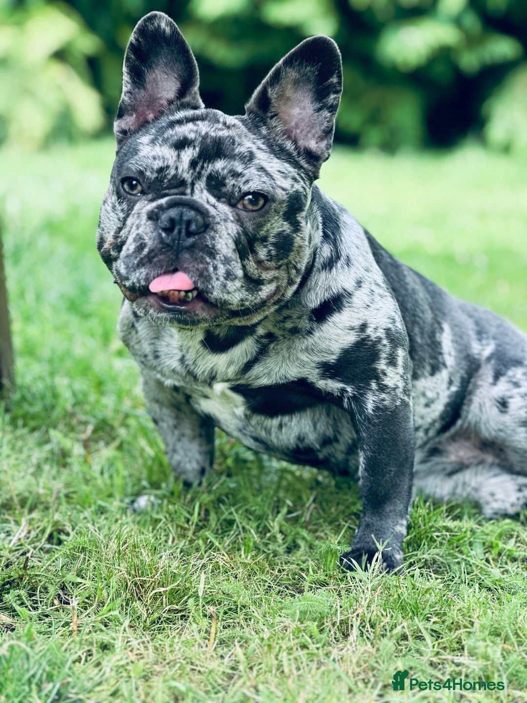 French Bulldog dogs for sale: Dottie French bulldog girl  - Image 8