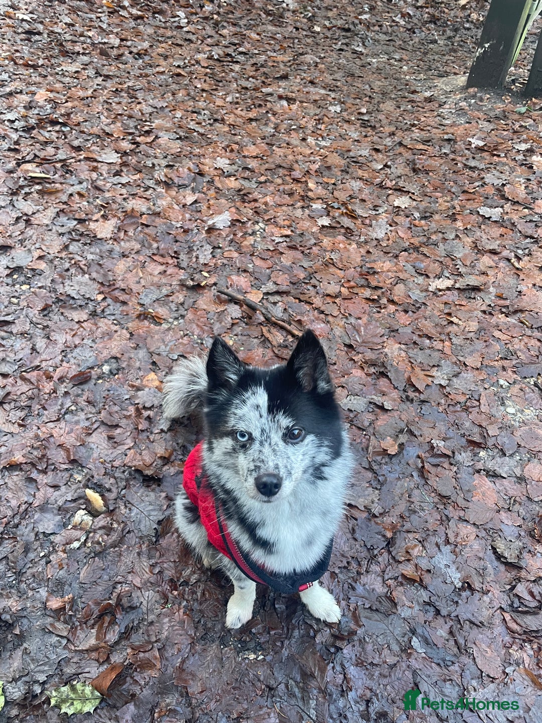Pomsky dogs for sale: Urgent rehoming needed  - Advert 12