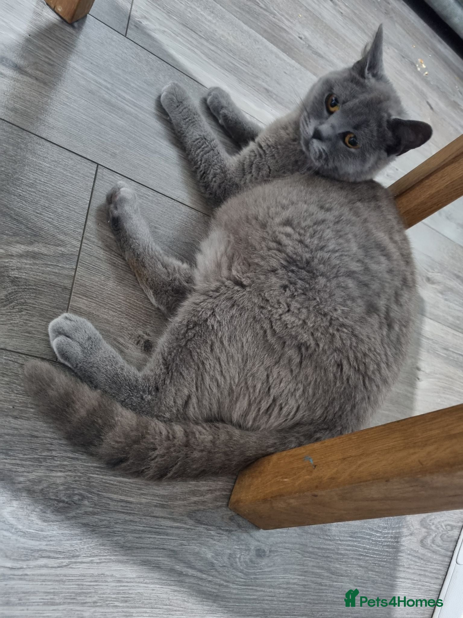 British Shorthair cats British shorthair kittens - Advert 1