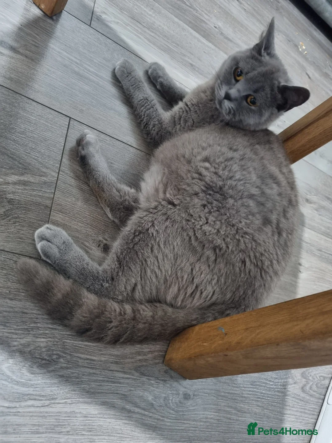British Shorthair cats for sale: British shorthair kittens - Advert 1