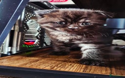 Scottish Fold cats for sale: RARE - Scottish Fold x Maine Coon Kittens!! - Image 2